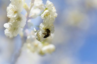 Büyük Kanarya Bahçesi - İlkbaharda çiçek açan meyve ağaçları, doğal makro çiçekli arka plan
