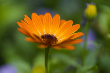 Çiçek açan Osteospermum, Afrika papatyası doğal çiçek arkaplanı
