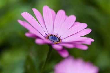 Çiçek açan Osteospermum, Afrika papatyası doğal çiçek arkaplanı
