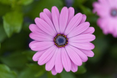 Çiçek açan Osteospermum, Afrika papatyası doğal çiçek arkaplanı