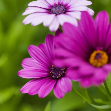 Çiçek açan Osteospermum, Afrika papatyası doğal çiçek arkaplanı