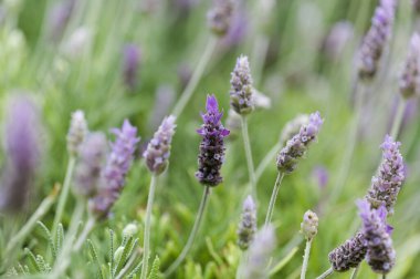 Gran Canaria 'dan Flora - Lavandula dentata, Fransız lavantası, doğal bitki doğal makro çiçek arkaplanı