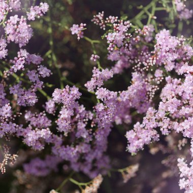 Gran Canaria 'dan Flora - Limonyum tüberkülatum, savunmasız deniz lavanta türleri doğal makro çiçekli arka plan