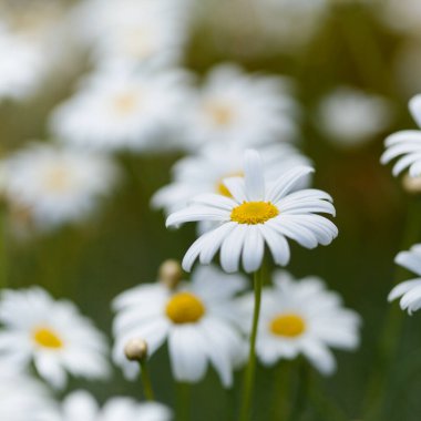 Gran Canaria 'dan Flora - Argyranthemum, Marguerite papatya Kanarya Adalarına endemik