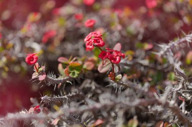 Çiçekli Euphorbia milii, dikenlerin tacı, doğal makro çiçekli arka plan