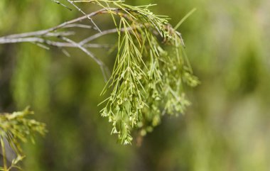 Gran Canaria 'dan Flora - Plocama pendula, Kanarya Adalarına özgü bitki, doğal makro çiçek arkaplanı