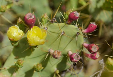 Flora de Gran Canaria - Opuntia dillenii bitkisi, Kanarya Adaları 'nda tanıtıldı ve istila edildi