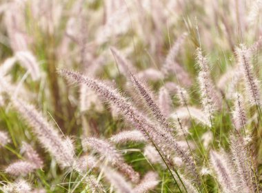 Gran Canaria 'dan Flora - Cenchrus setaceus, Crimson Fountaingrass, istilacı türler doğal makro çiçekli arka plan