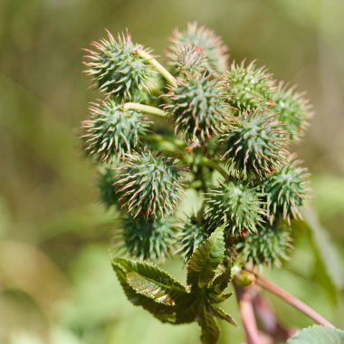 Gran Canaria 'dan Flora - Ricinus Communis' in yaprağı, Castor fasulyesi, türleri tanıttı, doğal makro çiçekli arka plan