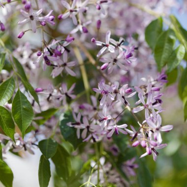 Melia azedarach, Çin ağacı. 