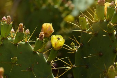 Flora de Gran Canaria - Opuntia dillenii bitkisi, Kanarya Adaları 'nda tanıtıldı ve istila edildi
