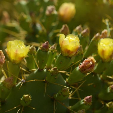 Flora de Gran Canaria - Opuntia dillenii bitkisi, Kanarya Adaları 'nda tanıtıldı ve istila edildi