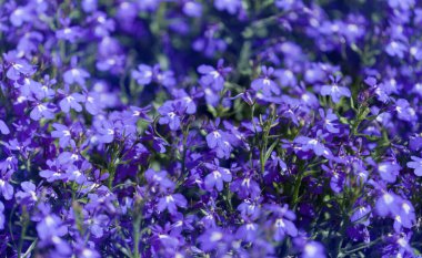 Mavi Lobelia erinus, kenar lobelia, doğal makro çiçekli arka plan.