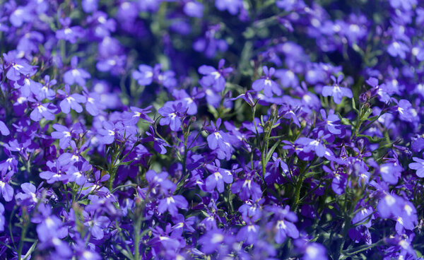 Голубая Felia erinus, окаймляющая мобелия, естественный макроцветочный фон