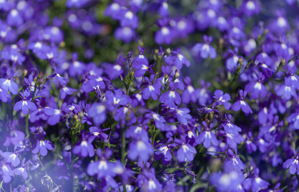 Голубая Felia erinus, окаймляющая мобелия, естественный макроцветочный фон