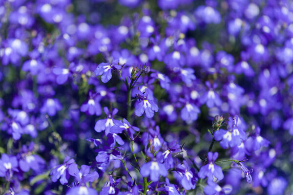 Голубая Felia erinus, окаймляющая мобелия, естественный макроцветочный фон
