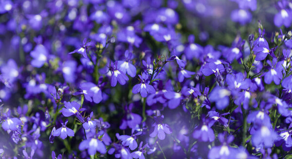 Голубая Felia erinus, окаймляющая мобелия, естественный макроцветочный фон