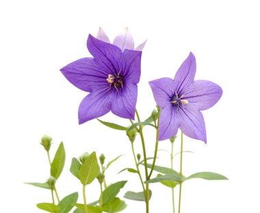 Platycodon grandiflorus, Çin çan çiçeği, beyaz arka planda izole edilmiş.