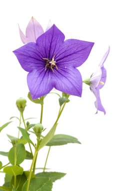 Platycodon grandiflorus, Çin çan çiçeği, beyaz arka planda izole edilmiş.