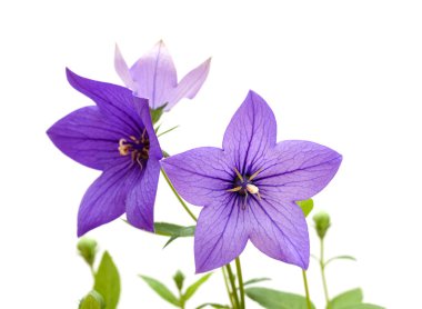 Platycodon grandiflorus, Çin çan çiçeği, beyaz arka planda izole edilmiş.