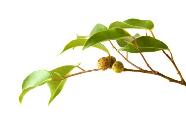 Ficus benjamina, genellikle ağlayan incir olarak bilinir, olgunlaşmamış meyveli küçük bir dal, beyaz arka planda izole edilmiş.