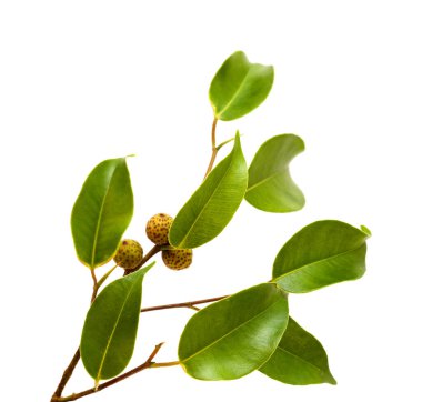 Ficus benjamina, genellikle ağlayan incir olarak bilinir, olgunlaşmamış meyveli küçük bir dal, beyaz arka planda izole edilmiş.