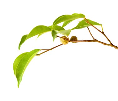 Ficus benjamina, genellikle ağlayan incir olarak bilinir, olgunlaşmamış meyveli küçük bir dal, beyaz arka planda izole edilmiş.