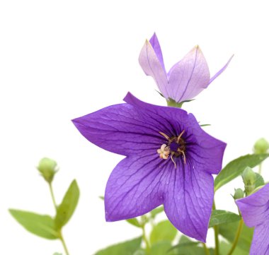 Platycodon grandiflorus, Çin çan çiçeği, beyaz arka planda izole edilmiş.