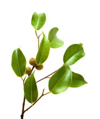 Ficus benjamina, genellikle ağlayan incir olarak bilinir, olgunlaşmamış meyveli küçük bir dal, beyaz arka planda izole edilmiş.