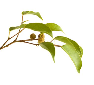 Ficus benjamina, genellikle ağlayan incir olarak bilinir, olgunlaşmamış meyveli küçük bir dal, beyaz arka planda izole edilmiş.