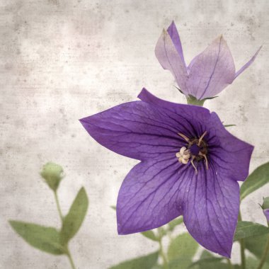 Platycodon grandiflorus, Çin çıngıraklı çıngıraklı çınar çiçekli eski kağıt kaplama desenli şık kare arka plan