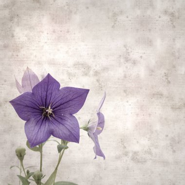 Platycodon grandiflorus, Çin çıngıraklı çıngıraklı çınar çiçekli eski kağıt kaplama desenli şık kare arka plan