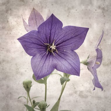 Platycodon grandiflorus, Çin çıngıraklı çıngıraklı çınar çiçekli eski kağıt kaplama desenli şık kare arka plan