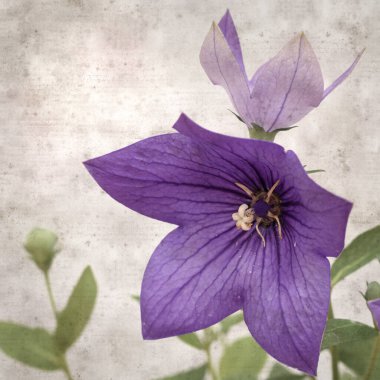 Platycodon grandiflorus, Çin çıngıraklı çıngıraklı çınar çiçekli eski kağıt kaplama desenli şık kare arka plan