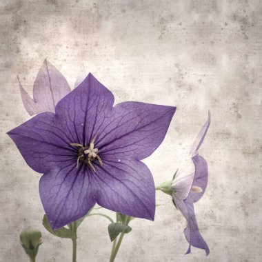 Platycodon grandiflorus, Çin çıngıraklı çıngıraklı çınar çiçekli eski kağıt kaplama desenli şık kare arka plan