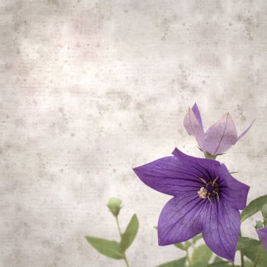 Platycodon grandiflorus, Çin çıngıraklı çıngıraklı çınar çiçekli eski kağıt kaplama desenli şık kare arka plan