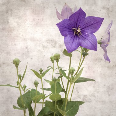 Platycodon grandiflorus, Çin çıngıraklı çıngıraklı çınar çiçekli eski kağıt kaplama desenli şık kare arka plan