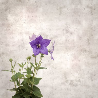 Platycodon grandiflorus, Çin çıngıraklı çıngıraklı çınar çiçekli eski kağıt kaplama desenli şık kare arka plan