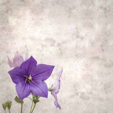 Platycodon grandiflorus, Çin çıngıraklı çıngıraklı çınar çiçekli eski kağıt kaplama desenli şık kare arka plan