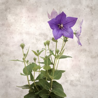 Platycodon grandiflorus, Çin çıngıraklı çıngıraklı çınar çiçekli eski kağıt kaplama desenli şık kare arka plan