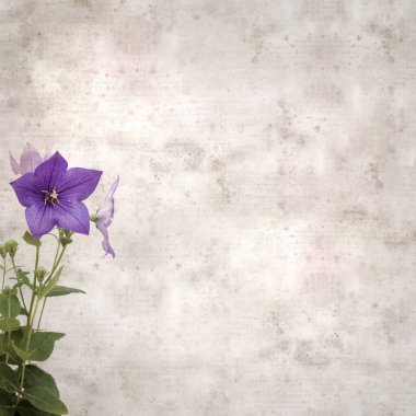 Platycodon grandiflorus, Çin çıngıraklı çıngıraklı çınar çiçekli eski kağıt kaplama desenli şık kare arka plan