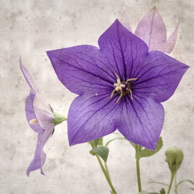 Platycodon grandiflorus, Çin çıngıraklı çıngıraklı çınar çiçekli eski kağıt kaplama desenli şık kare arka plan