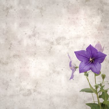 Platycodon grandiflorus, Çin çıngıraklı çıngıraklı çınar çiçekli eski kağıt kaplama desenli şık kare arka plan