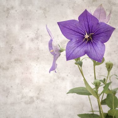 Platycodon grandiflorus, Çin çıngıraklı çıngıraklı çınar çiçekli eski kağıt kaplama desenli şık kare arka plan