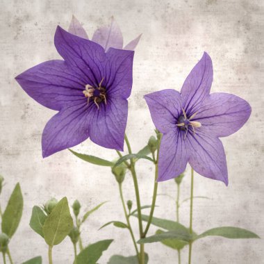 Platycodon grandiflorus, Çin çıngıraklı çıngıraklı çınar çiçekli eski kağıt kaplama desenli şık kare arka plan