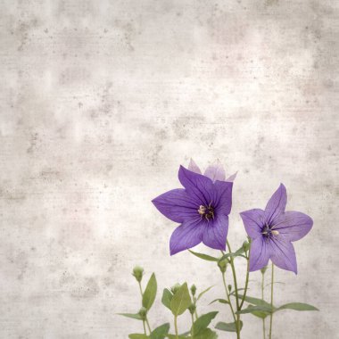 Platycodon grandiflorus, Çin çıngıraklı çıngıraklı çınar çiçekli eski kağıt kaplama desenli şık kare arka plan