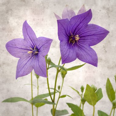 Platycodon grandiflorus, Çin çıngıraklı çıngıraklı çınar çiçekli eski kağıt kaplama desenli şık kare arka plan