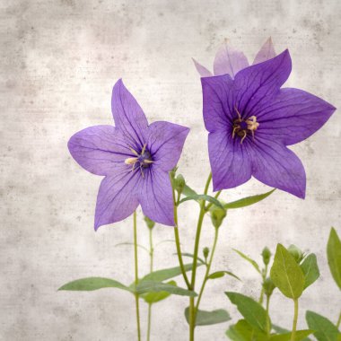 Platycodon grandiflorus, Çin çıngıraklı çıngıraklı çınar çiçekli eski kağıt kaplama desenli şık kare arka plan
