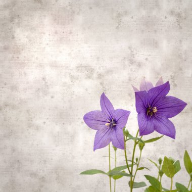 Platycodon grandiflorus, Çin çıngıraklı çıngıraklı çınar çiçekli eski kağıt kaplama desenli şık kare arka plan