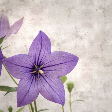 Platycodon grandiflorus, Çin çıngıraklı çıngıraklı çınar çiçekli eski kağıt kaplama desenli şık kare arka plan